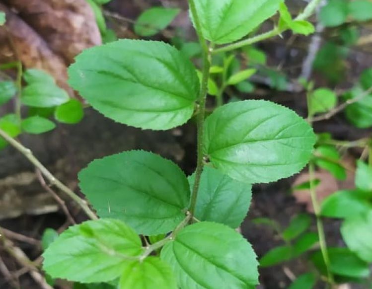 Detail Bentuk Daun Bidara Nomer 35