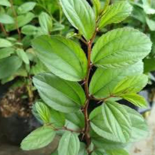 Detail Bentuk Daun Bidara Nomer 36