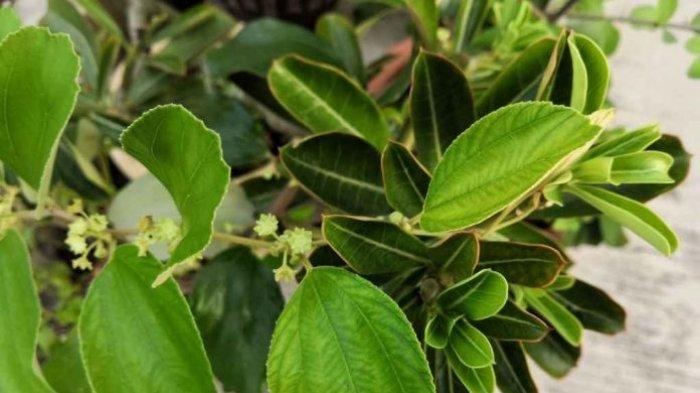 Detail Bentuk Daun Bidara Nomer 38