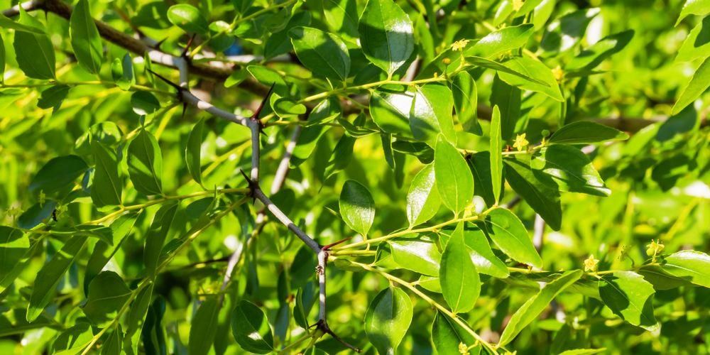 Detail Bentuk Daun Bidara Nomer 39