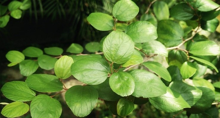 Detail Bentuk Daun Bidara Nomer 40