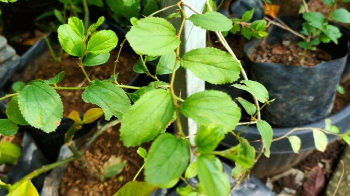 Detail Bentuk Daun Bidara Nomer 42
