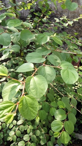 Detail Bentuk Daun Bidara Nomer 43