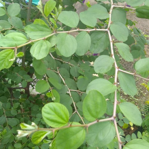 Detail Bentuk Daun Bidara Nomer 44