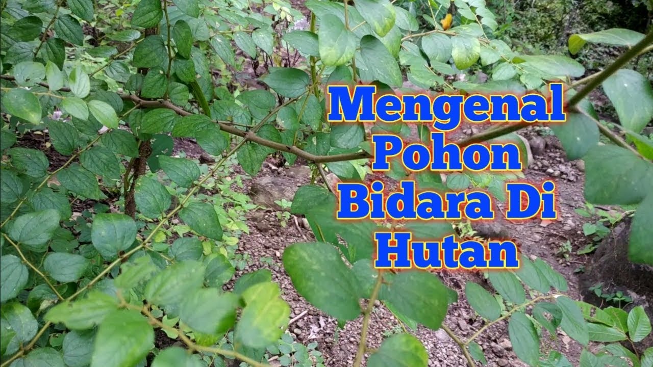 Detail Bentuk Daun Bidara Nomer 45