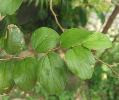 Detail Bentuk Daun Bidara Nomer 46