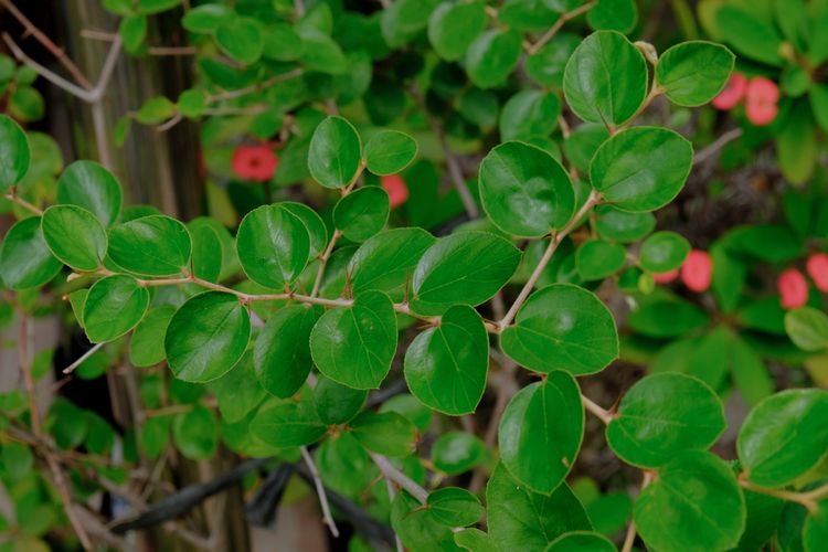 Detail Bentuk Daun Bidara Nomer 6