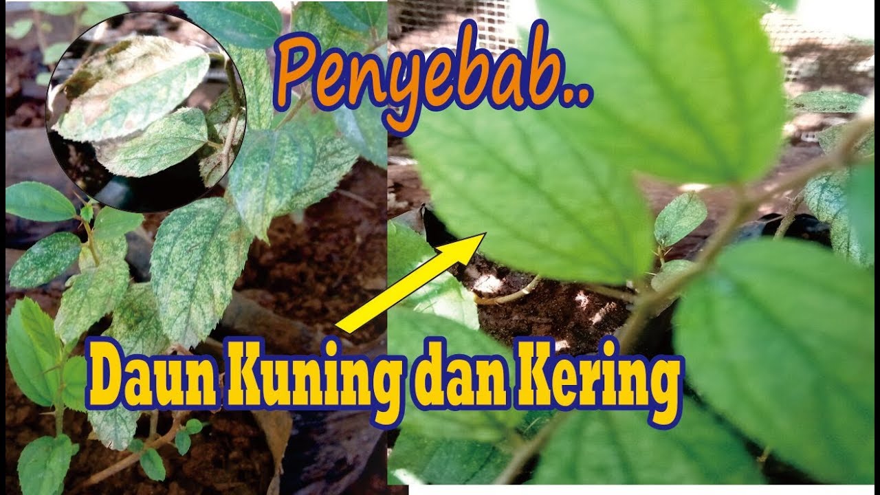Detail Bentuk Daun Bidara Nomer 48