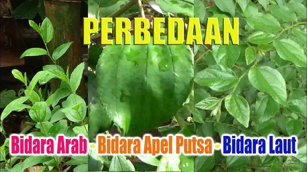 Detail Bentuk Daun Bidara Nomer 49