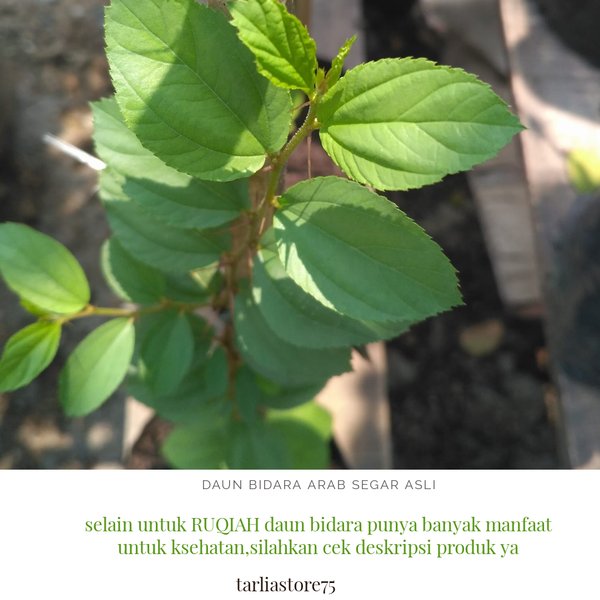 Detail Bentuk Daun Bidara Nomer 51