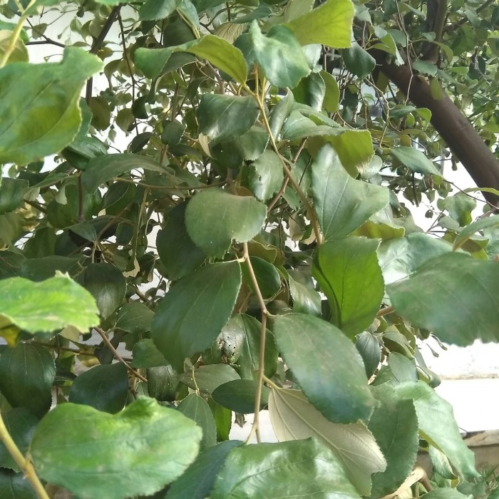 Detail Bentuk Daun Bidara Nomer 52