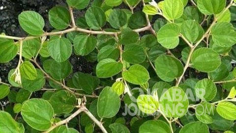 Detail Bentuk Daun Bidara Nomer 54