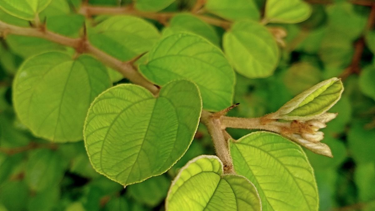 Detail Bentuk Daun Bidara Nomer 55