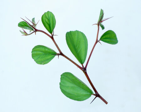 Detail Bentuk Daun Bidara Nomer 56