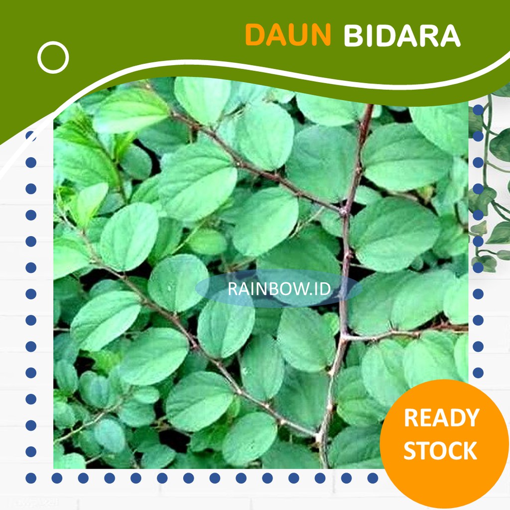 Detail Bentuk Daun Bidara Nomer 57