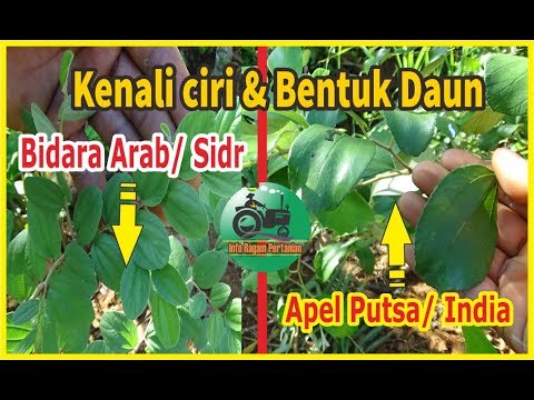 Detail Bentuk Daun Bidara Nomer 7