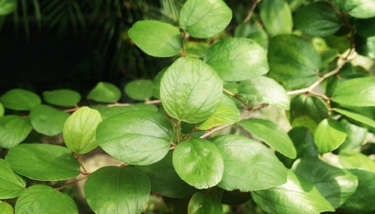 Detail Bentuk Daun Bidara Nomer 8