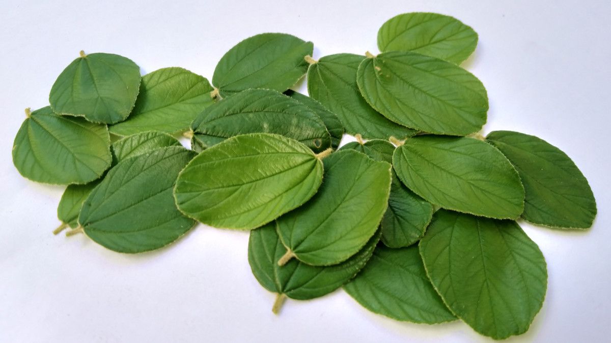 Detail Bentuk Daun Bidara Nomer 9
