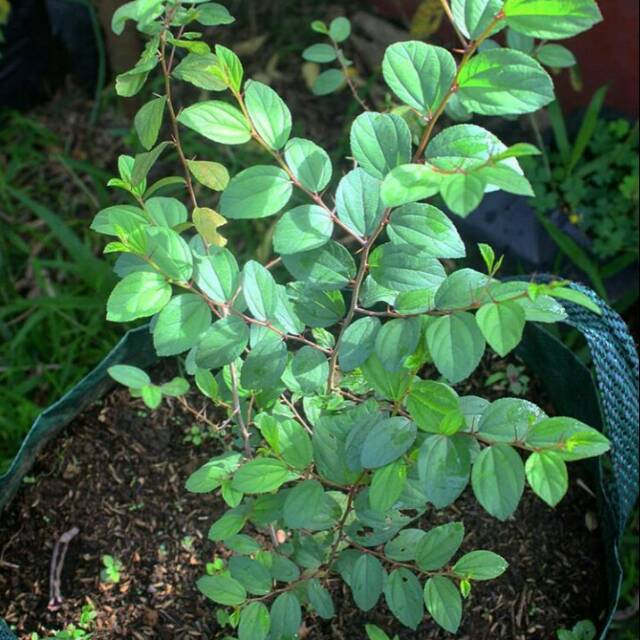Detail Bentuk Daun Bidara Nomer 10
