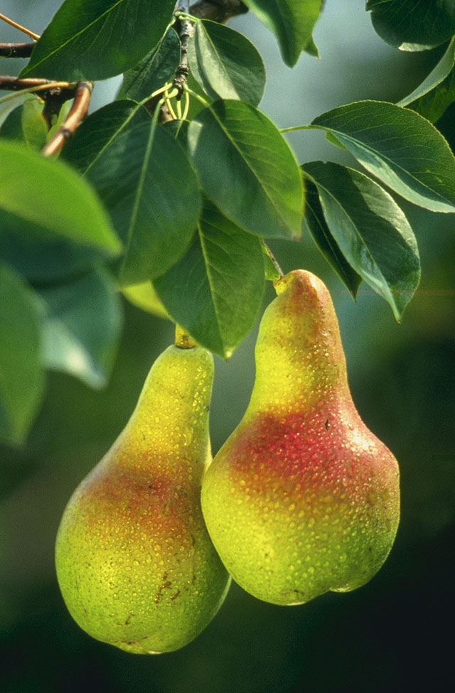 Detail Bentuk Daun Buah Pir Nomer 2