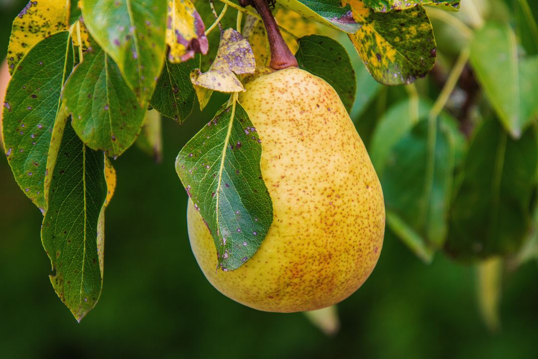 Detail Bentuk Daun Buah Pir Nomer 3