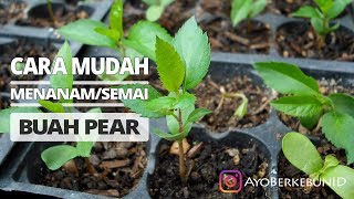 Detail Bentuk Daun Buah Pir Nomer 5