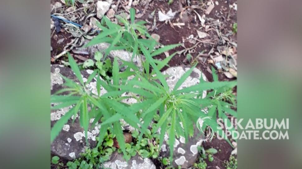 Detail Bentuk Daun Ganja Nomer 30