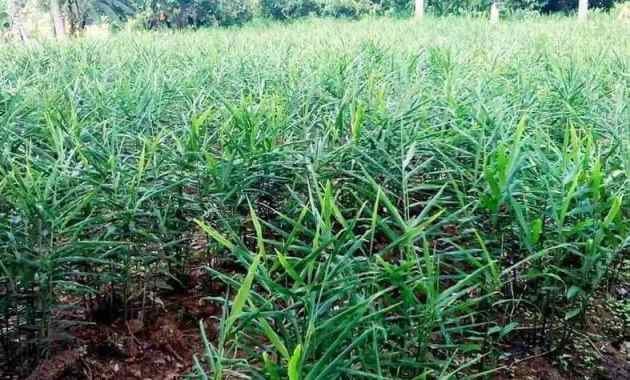 Bentuk Daun Jahe - KibrisPDR