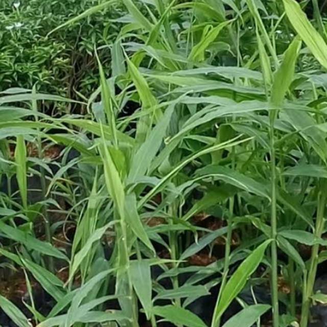 Detail Bentuk Daun Jahe Nomer 10