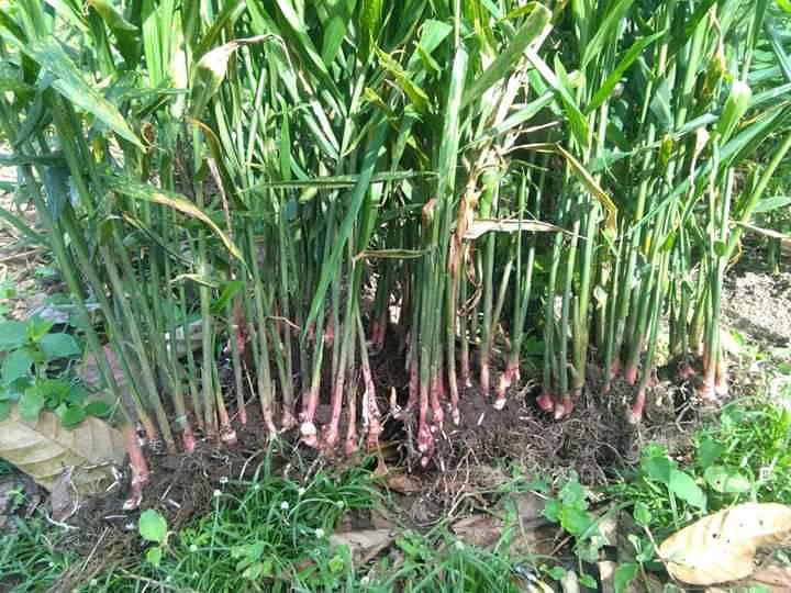 Detail Bentuk Daun Jahe Nomer 11
