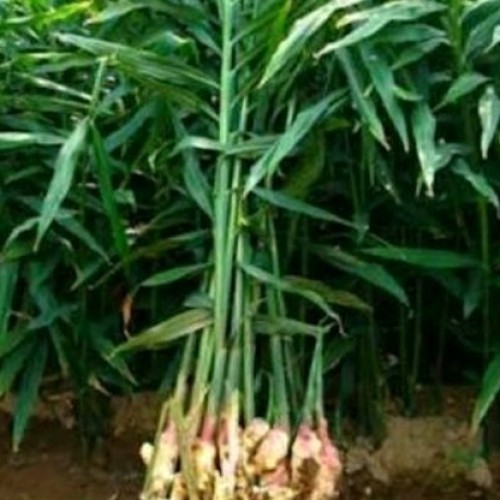 Detail Bentuk Daun Jahe Nomer 12