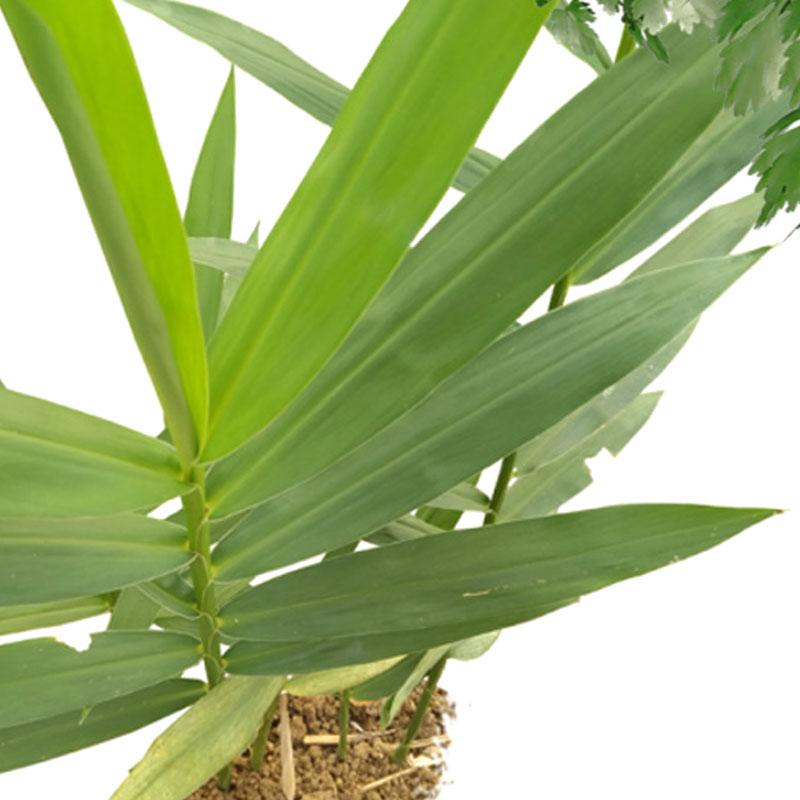 Detail Bentuk Daun Jahe Nomer 14