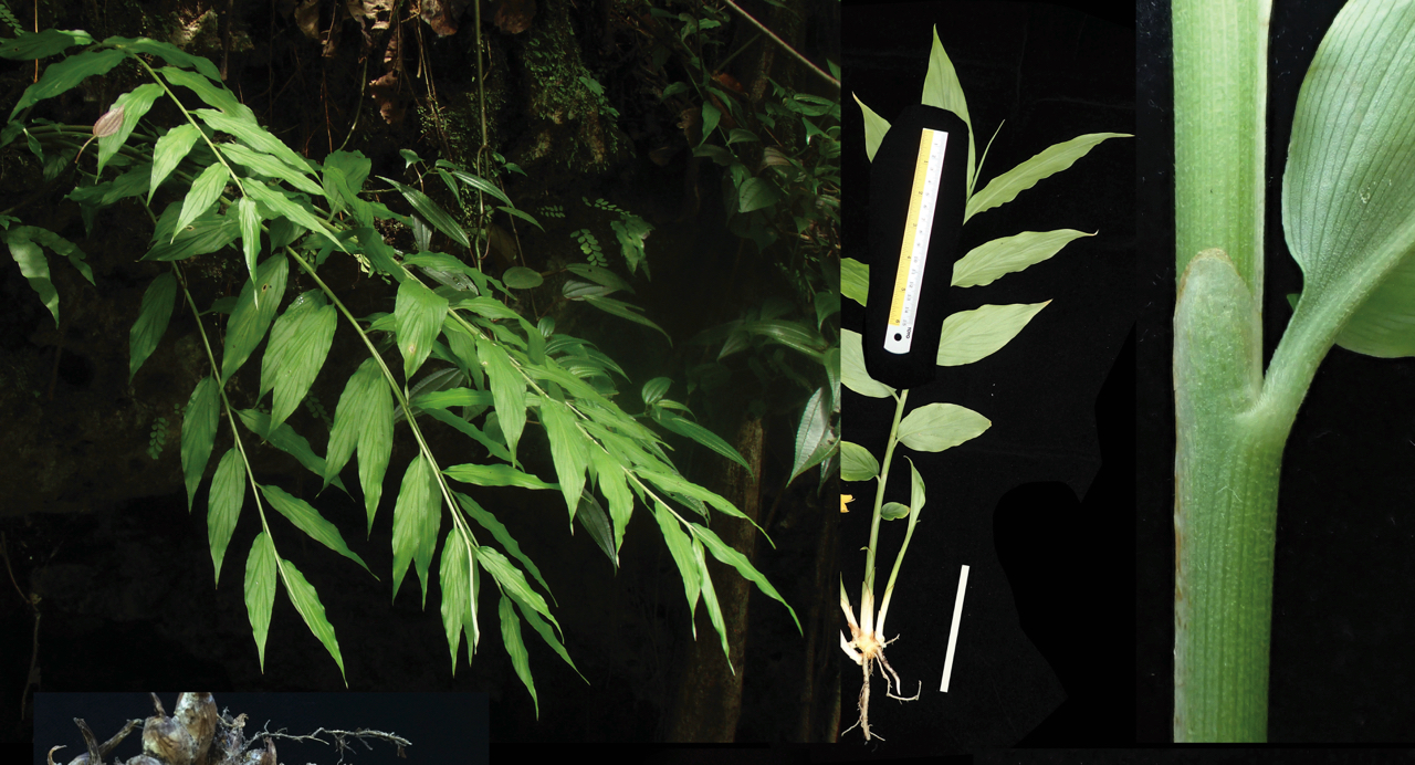 Detail Bentuk Daun Jahe Nomer 16