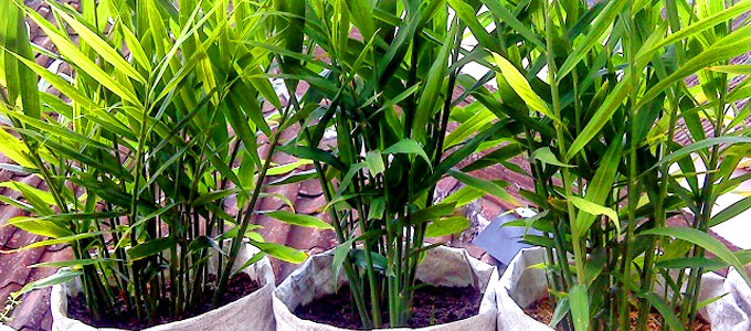 Detail Bentuk Daun Jahe Nomer 17