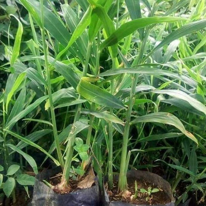 Detail Bentuk Daun Jahe Nomer 18
