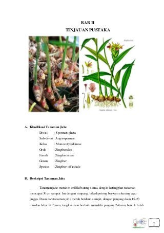 Detail Bentuk Daun Jahe Nomer 19