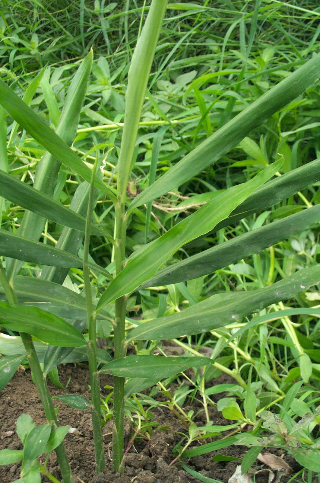 Detail Bentuk Daun Jahe Nomer 20