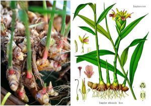 Detail Bentuk Daun Jahe Nomer 22