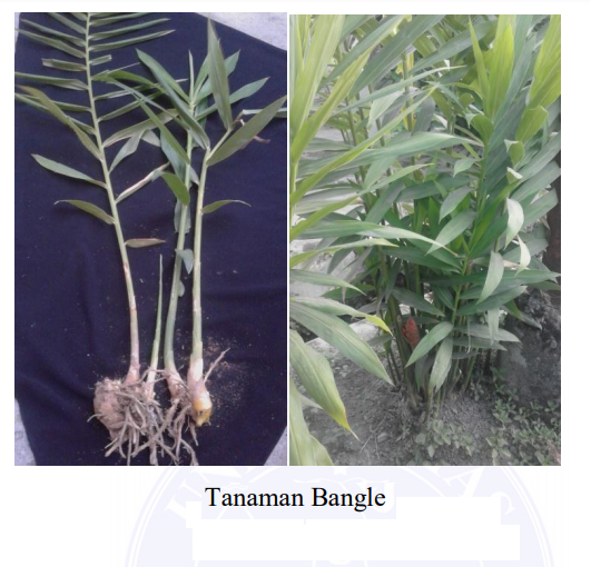 Detail Bentuk Daun Jahe Nomer 23