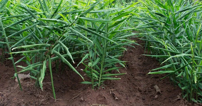 Detail Bentuk Daun Jahe Nomer 25
