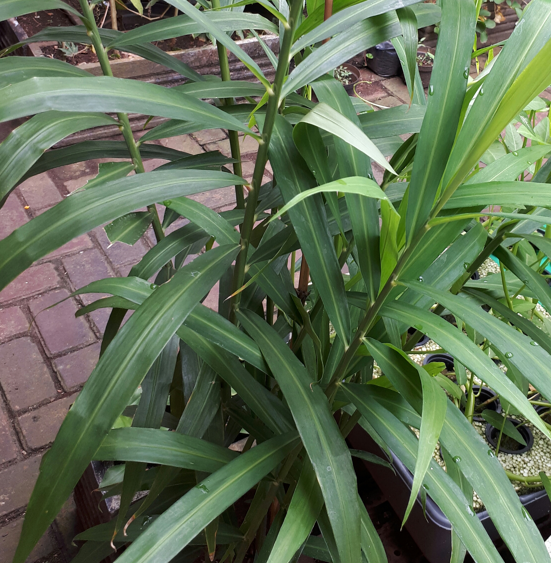 Detail Bentuk Daun Jahe Nomer 3