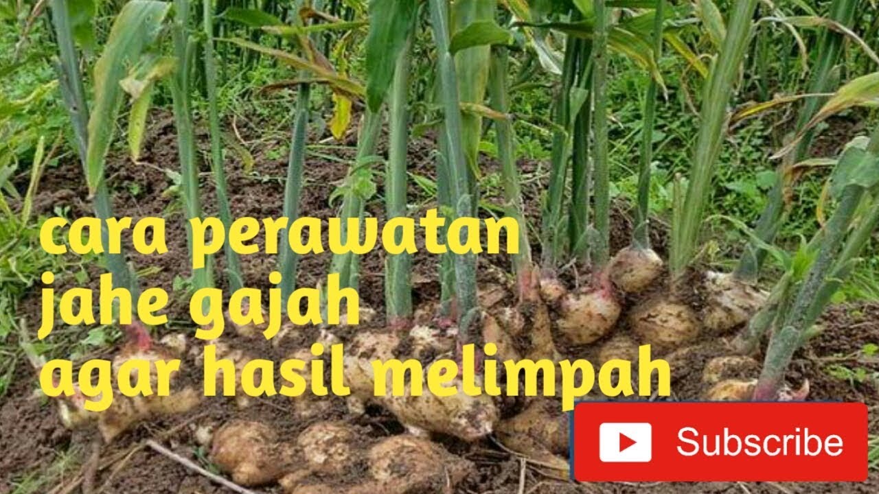 Detail Bentuk Daun Jahe Nomer 26