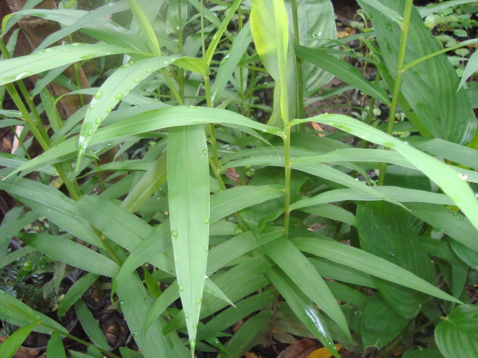 Detail Bentuk Daun Jahe Nomer 27