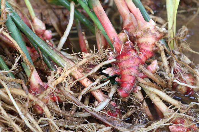 Detail Bentuk Daun Jahe Nomer 29
