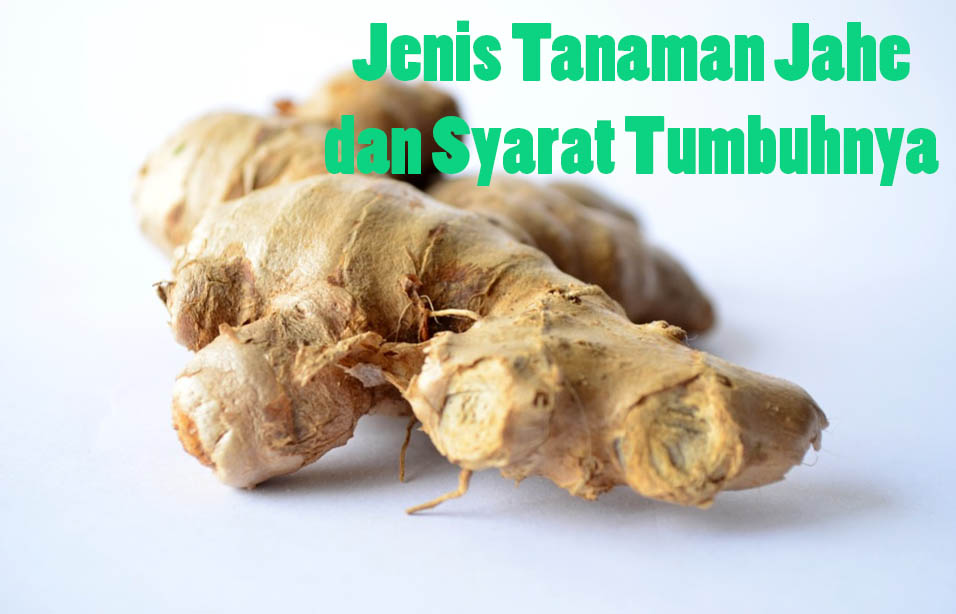 Detail Bentuk Daun Jahe Nomer 30