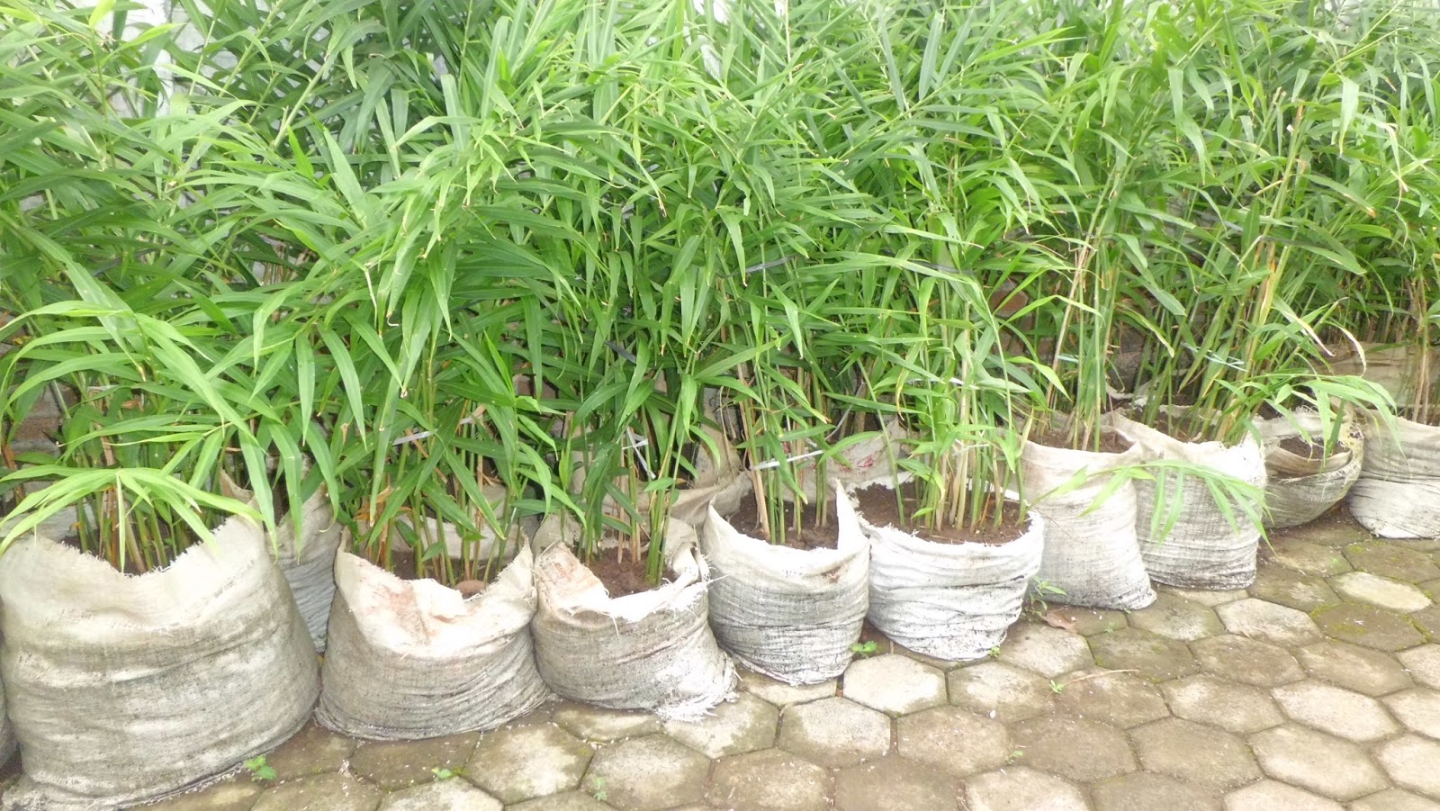 Detail Bentuk Daun Jahe Nomer 31