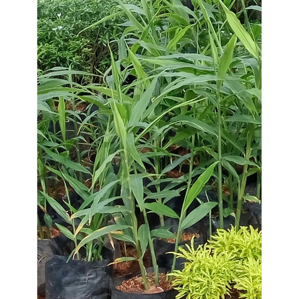 Detail Bentuk Daun Jahe Nomer 32