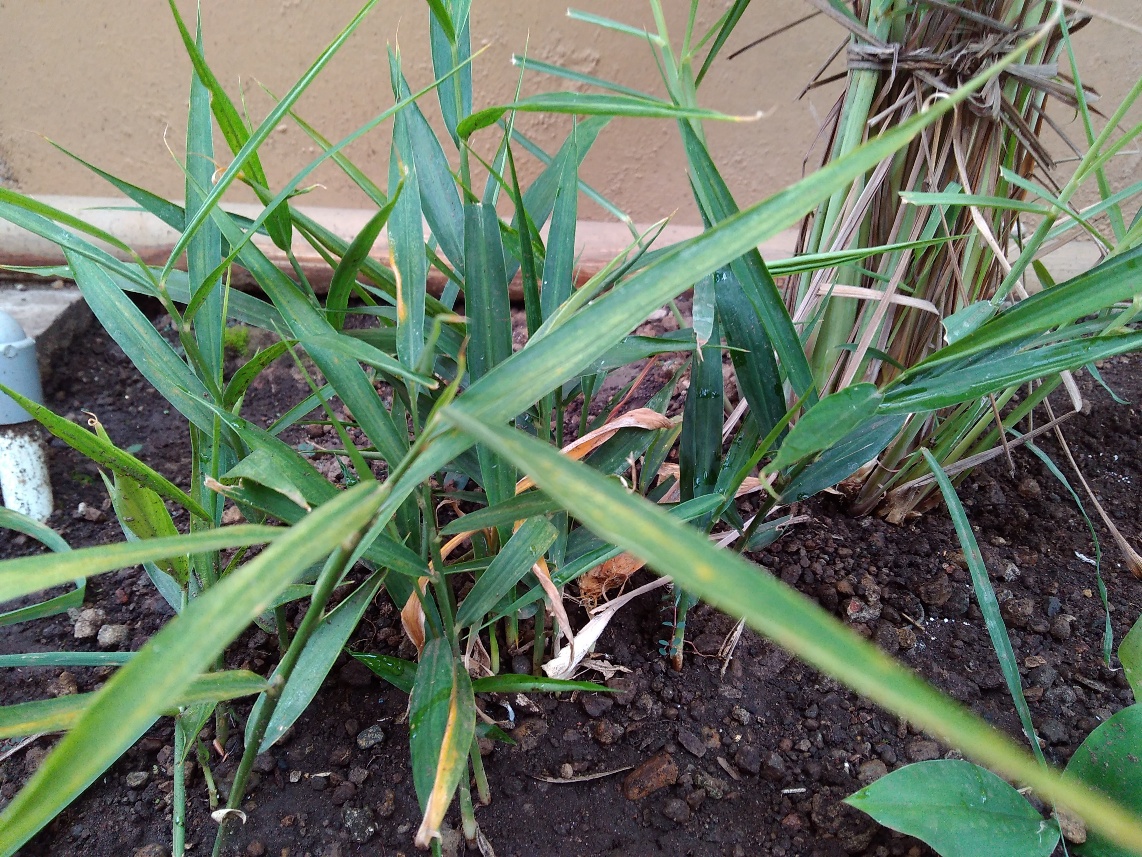 Detail Bentuk Daun Jahe Nomer 4