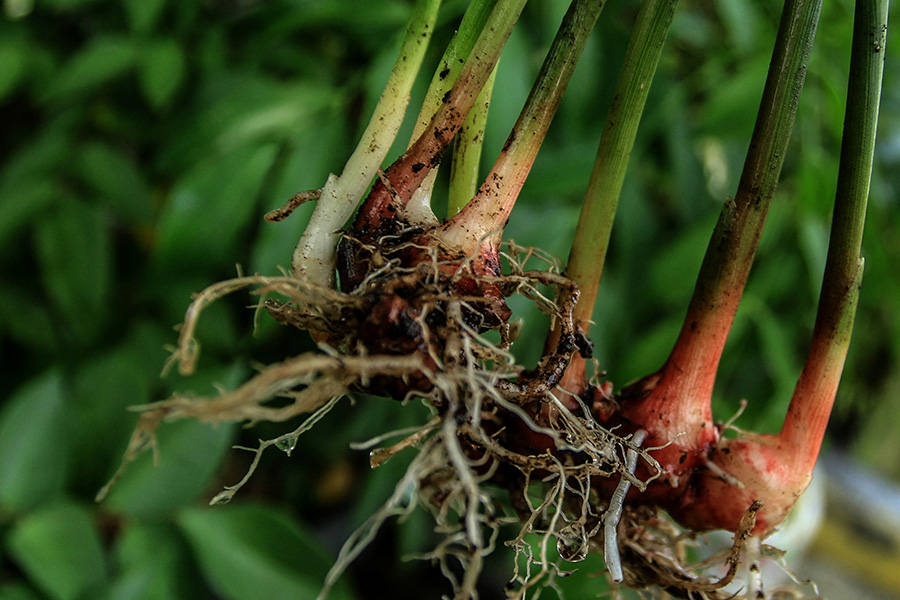 Detail Bentuk Daun Jahe Nomer 33