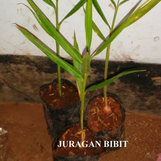 Detail Bentuk Daun Jahe Nomer 35